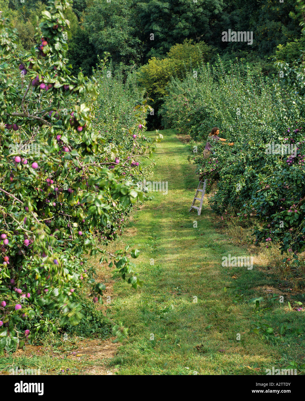 La récolte des prunes dans} {verger Prunus domesticus Gloucestershire Banque D'Images
