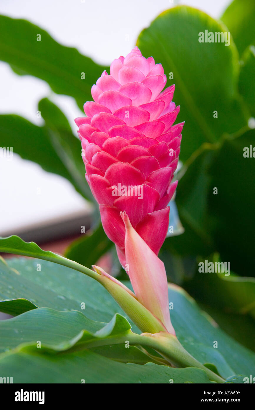 Alpinia purpurata Gingembre rose Hawaii Banque D'Images