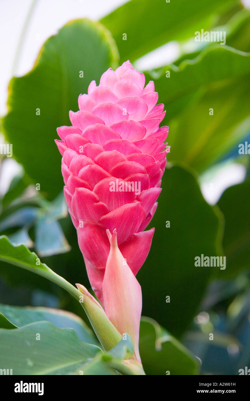 Alpinia purpurata Gingembre rose Hawaii Banque D'Images