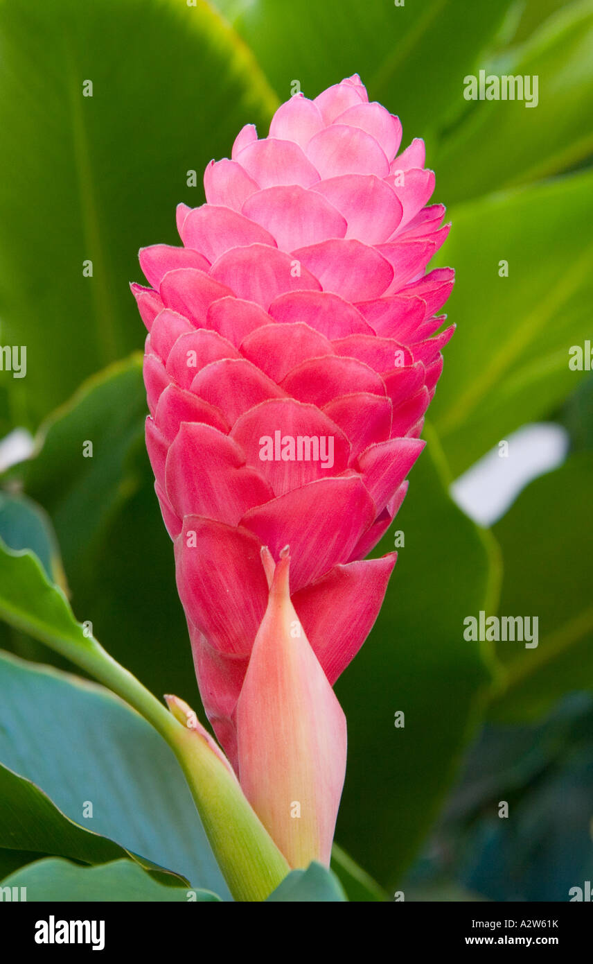 Alpinia purpurata Gingembre rose Hawaii Banque D'Images