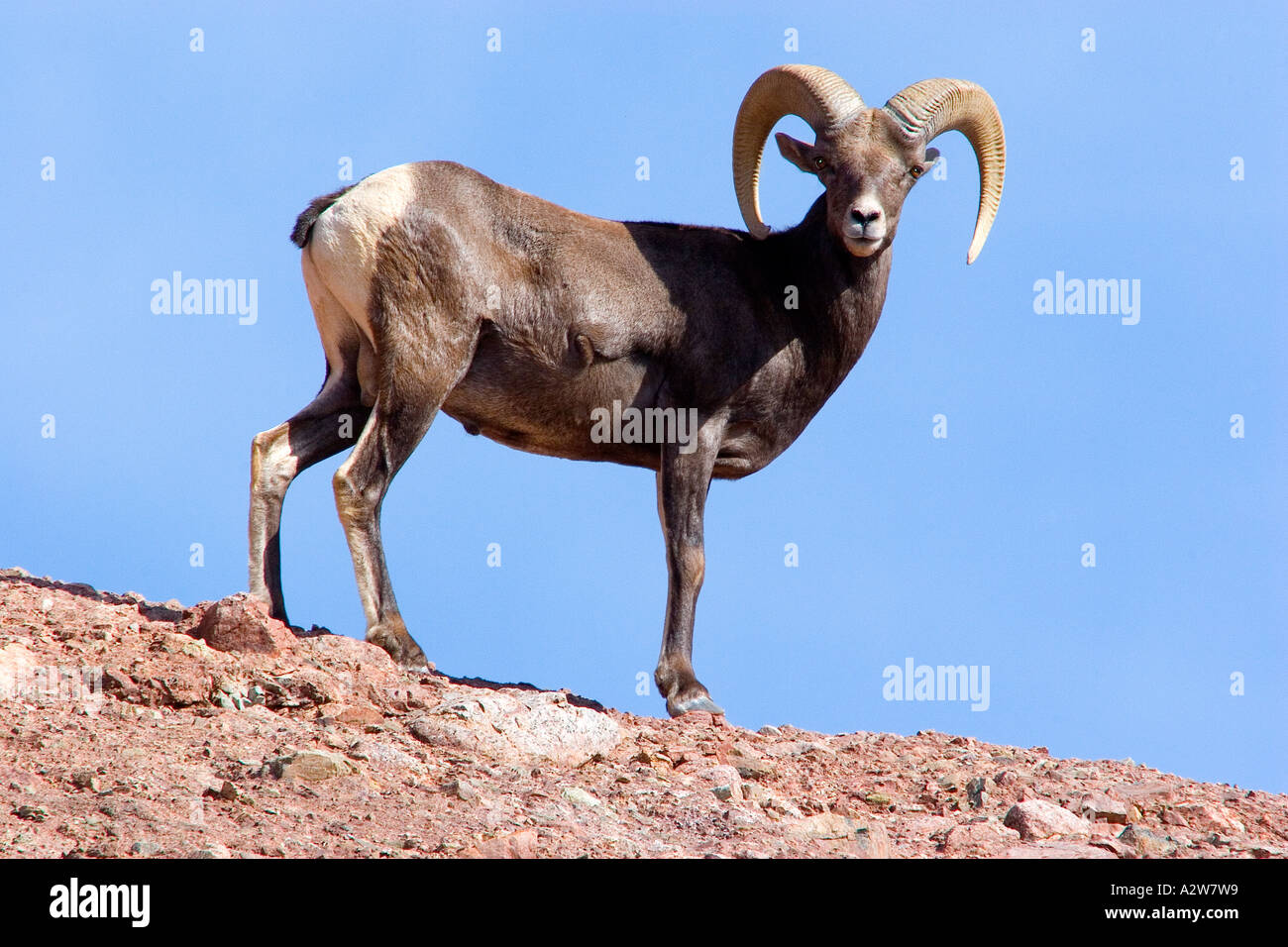 Mouflons Ram marchant le long d'une colline Banque D'Images Mouflons Ram marchant le long d'une colline Banque D'Images