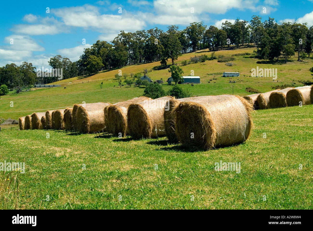 Balles de foin récolté dans un champ de la vallée Huon Tasmanie Banque D'Images