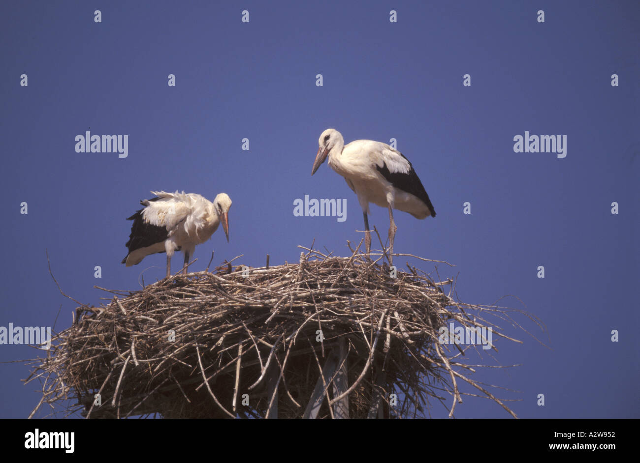 Cigogne blanche Banque D'Images