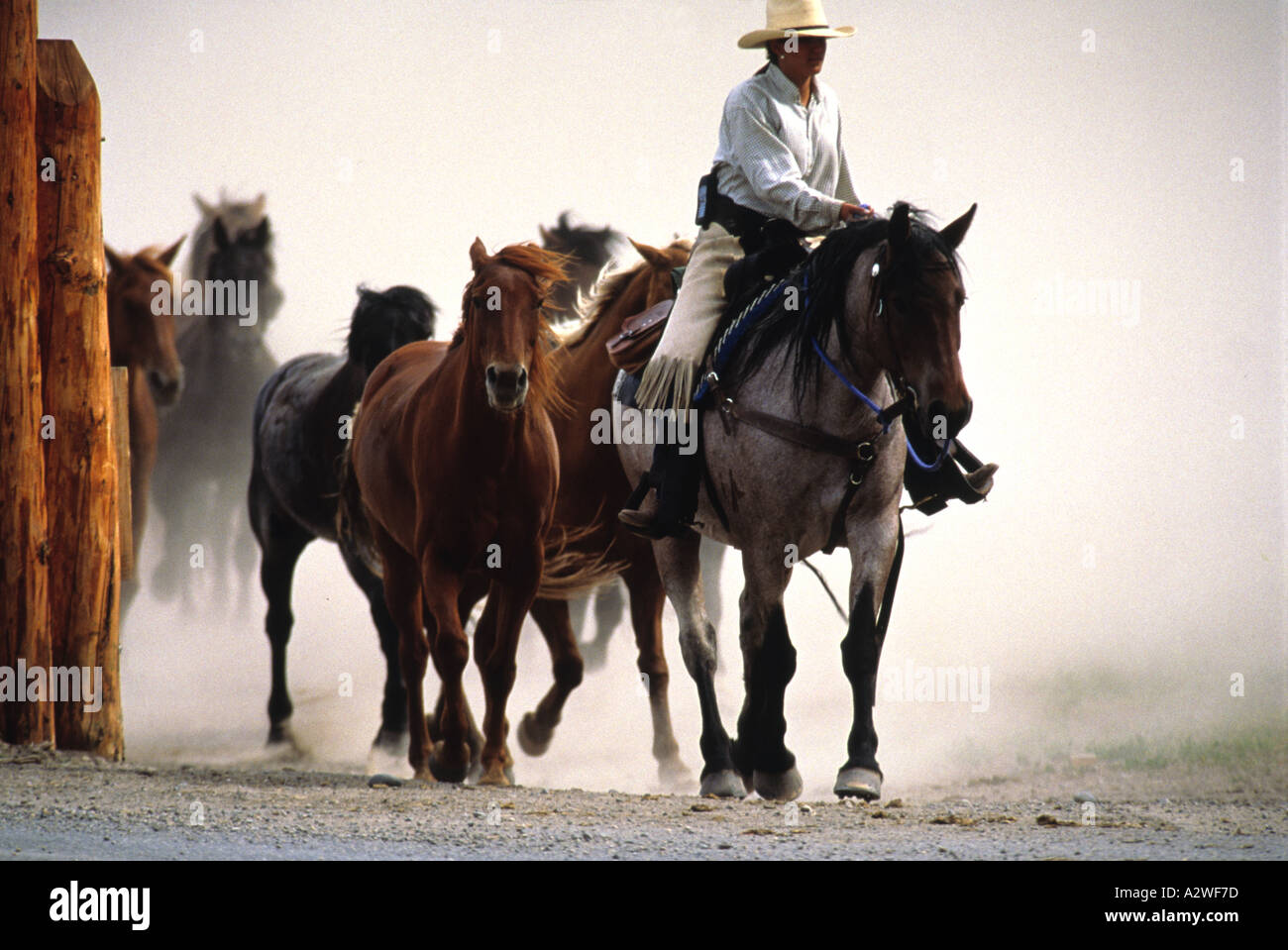 Triangle de l'orignal femelle X ranch chevaux conduit par le biais d'un  wrangler log gate au Texas Ranch Photo Stock - Alamy