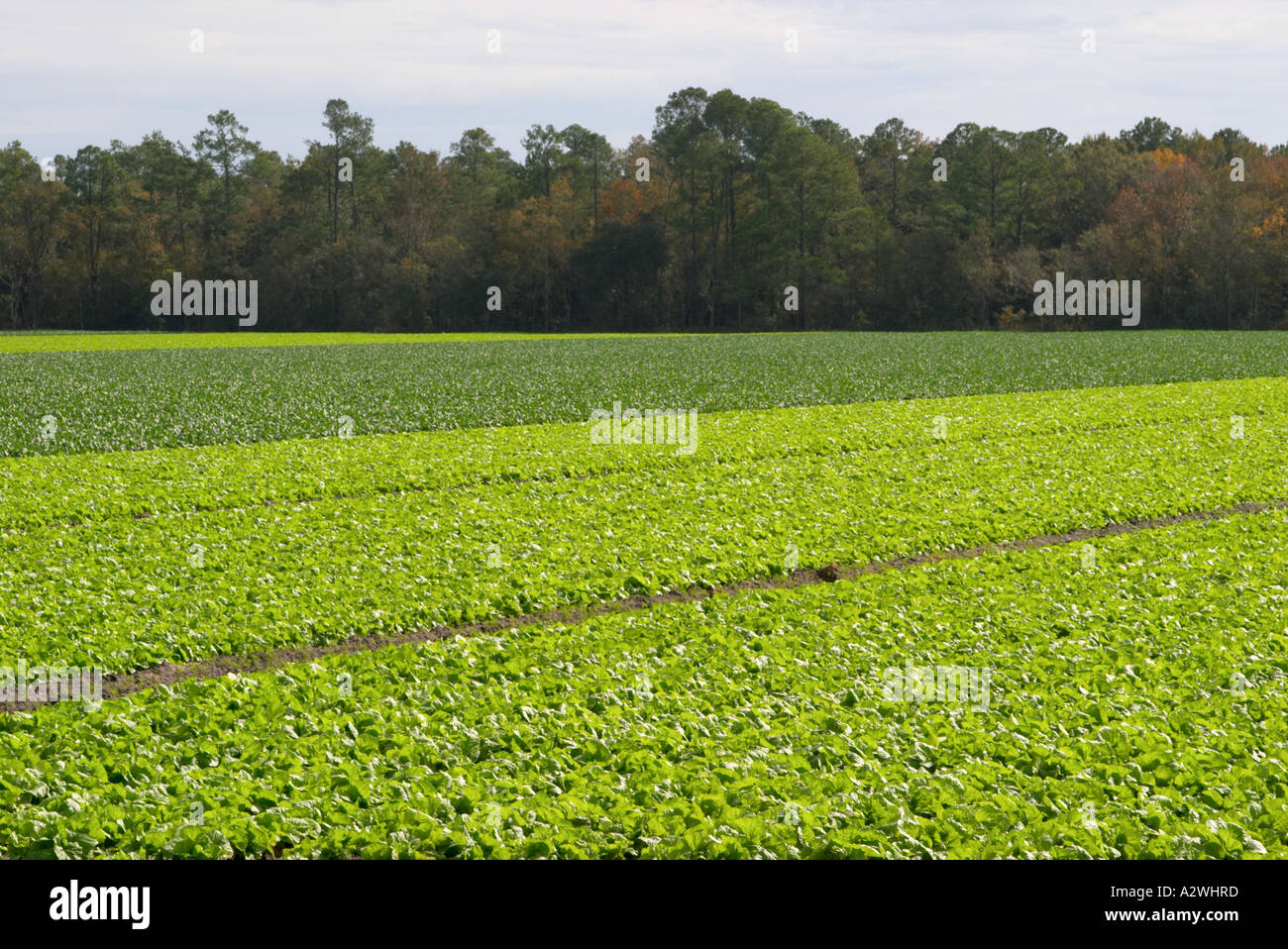Les cultures qui poussent en rangées dans le champ agricole cultivée en Floride centrale Banque D'Images
