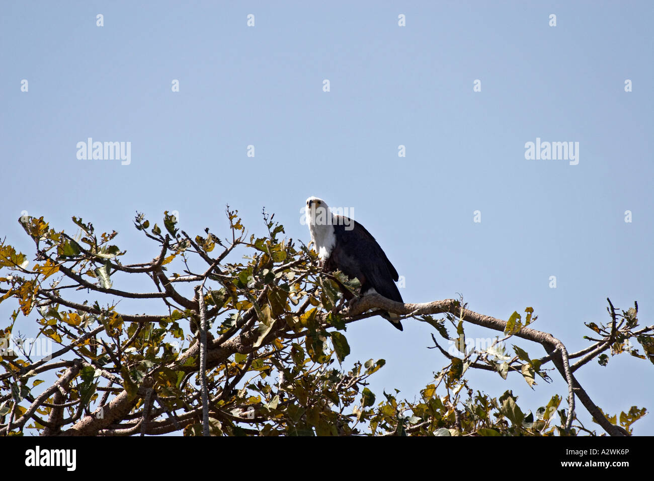 Fish Eagle dans un arbre sur le lac Tana près de Bahir Dar ou Bahar Dar Ethiopie Afrique animaux nature faune naturelles Banque D'Images Fish Eagle dans un arbre sur le lac Tana près de Bahir Dar ou Bahar Dar Ethiopie Afrique animaux nature faune naturelles Banque D'Images