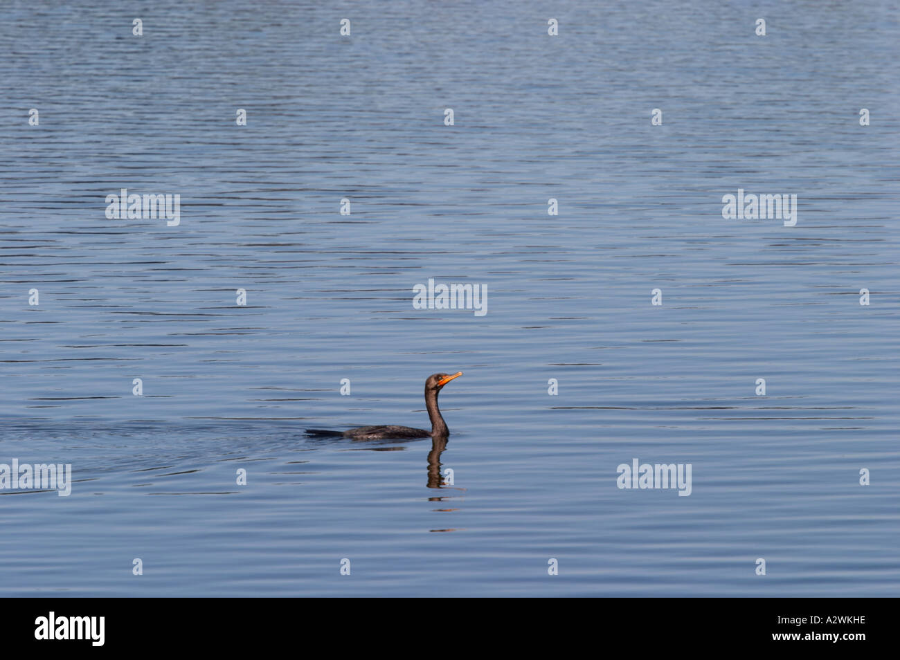 Dans le lac Cormorant à Paynes Prairie Preserve State Park Micanopy Florida Banque D'Images