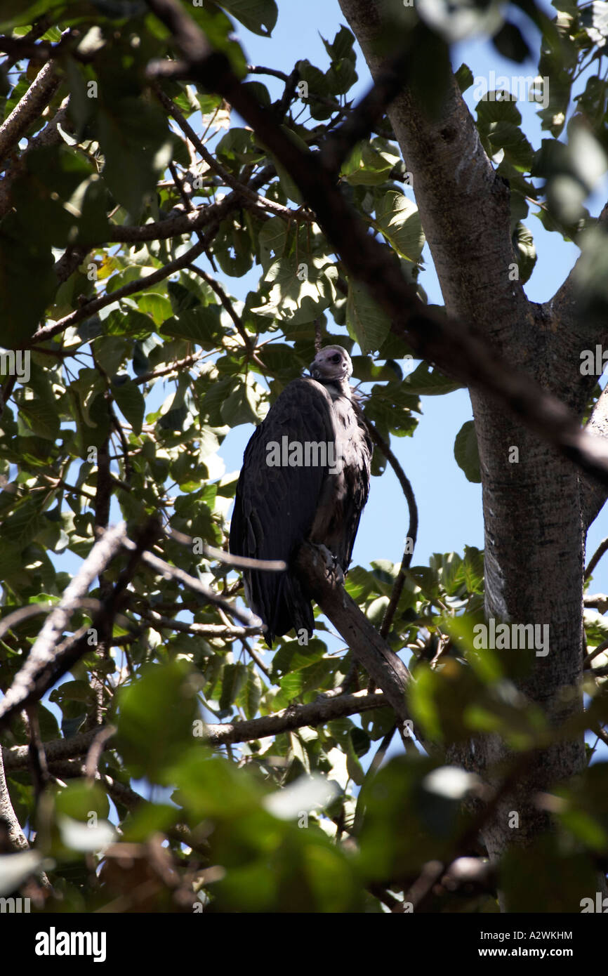 Vulture dans un arbre nea Lac Tana à Bahir Dar ou Bahar Dar Ethiopie Afrique Banque D'Images