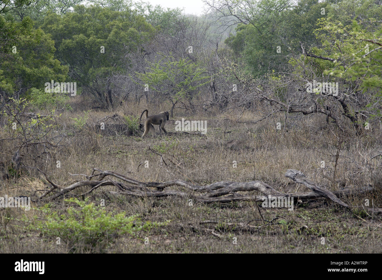 En vous promenant dans Monkey Bushveld, Kruger National Park (Manyeleti Game Reserve), Afrique du Sud Banque D'Images