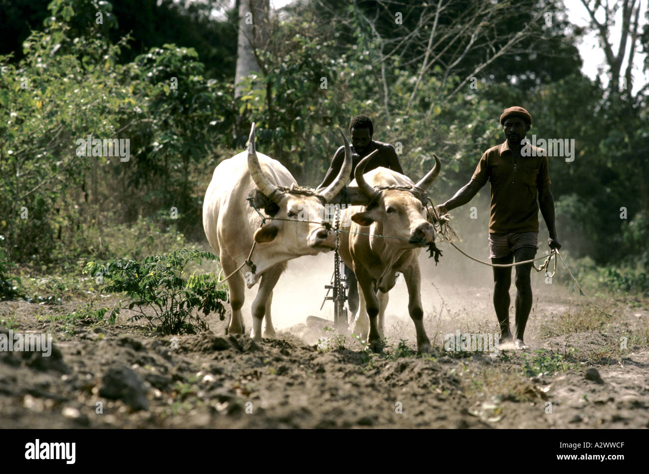 Deux bœufs de labour la terre, Tikonko projet agricole, en Sierra Leone, l'Afrique Banque D'Images