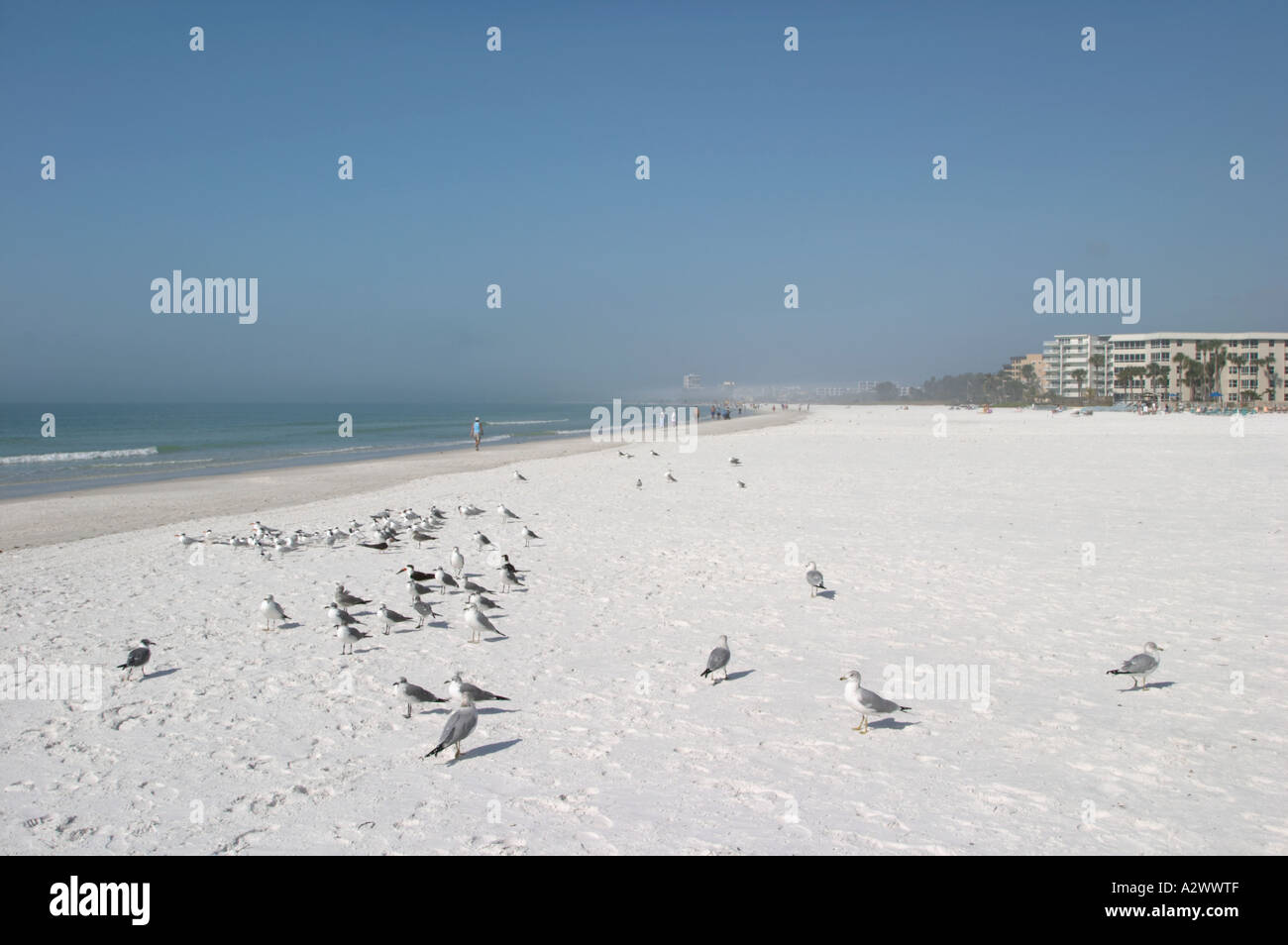 Les OISEAUX SUR Siesta Key Beach sur SIESTA KEY DANS LE SUD-OUEST DE LA FLORIDE Banque D'Images Les OISEAUX SUR Siesta Key Beach sur SIESTA KEY DANS LE SUD-OUEST DE LA FLORIDE Banque D'Images
