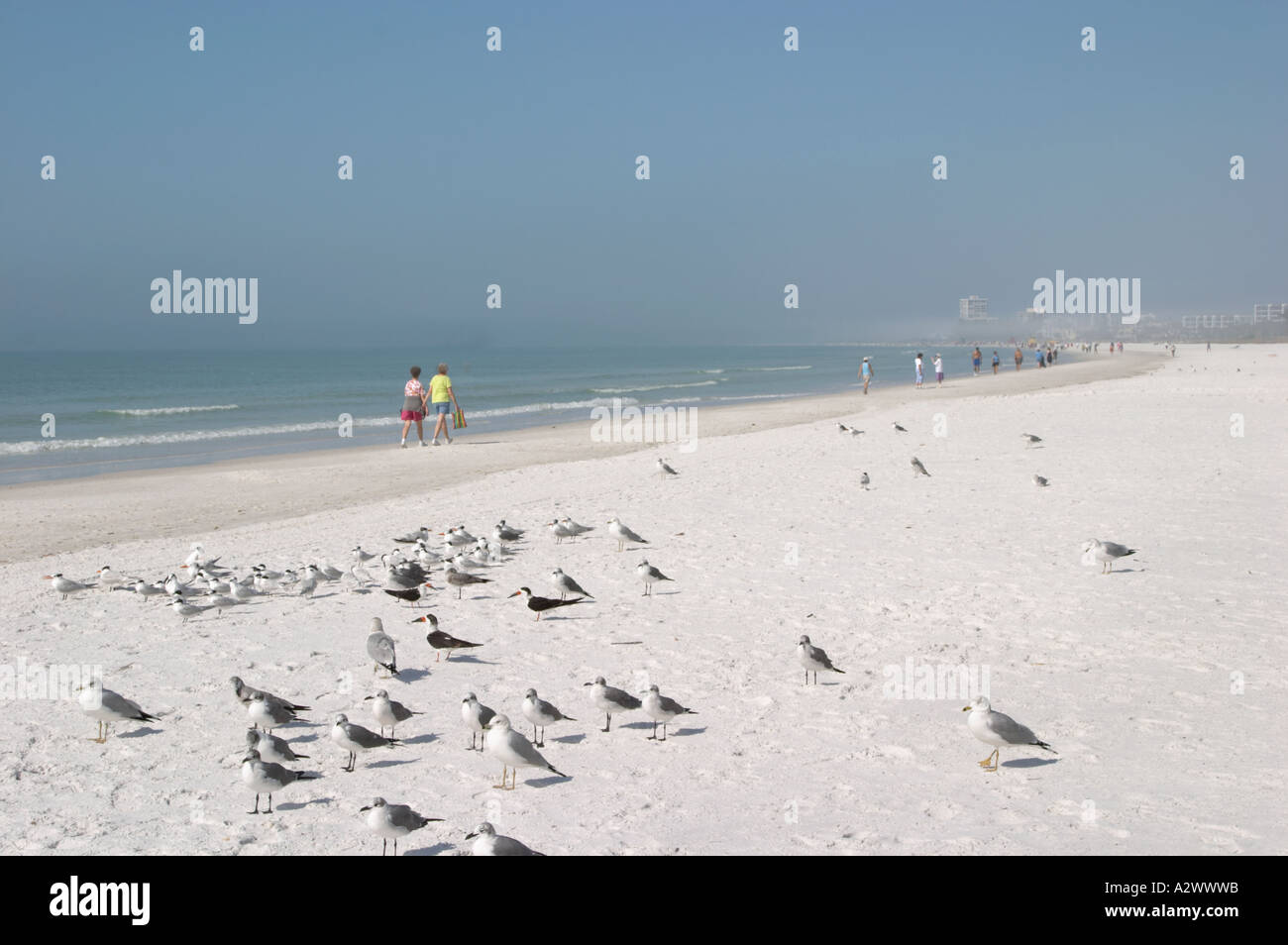 Les OISEAUX SUR Siesta Key Beach sur SIESTA KEY DANS LE SUD-OUEST DE LA FLORIDE Banque D'Images Les OISEAUX SUR Siesta Key Beach sur SIESTA KEY DANS LE SUD-OUEST DE LA FLORIDE Banque D'Images