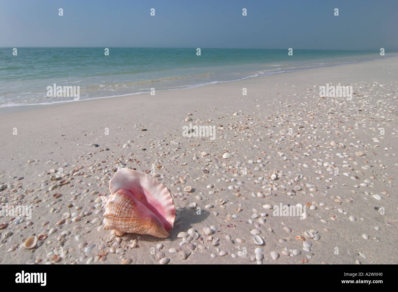 Conque SUR TURTLE BEACH SUR SIESTA KEY DANS LE SUD-OUEST DE LA FLORIDE Banque D'Images Conque SUR TURTLE BEACH SUR SIESTA KEY DANS LE SUD-OUEST DE LA FLORIDE Banque D'Images