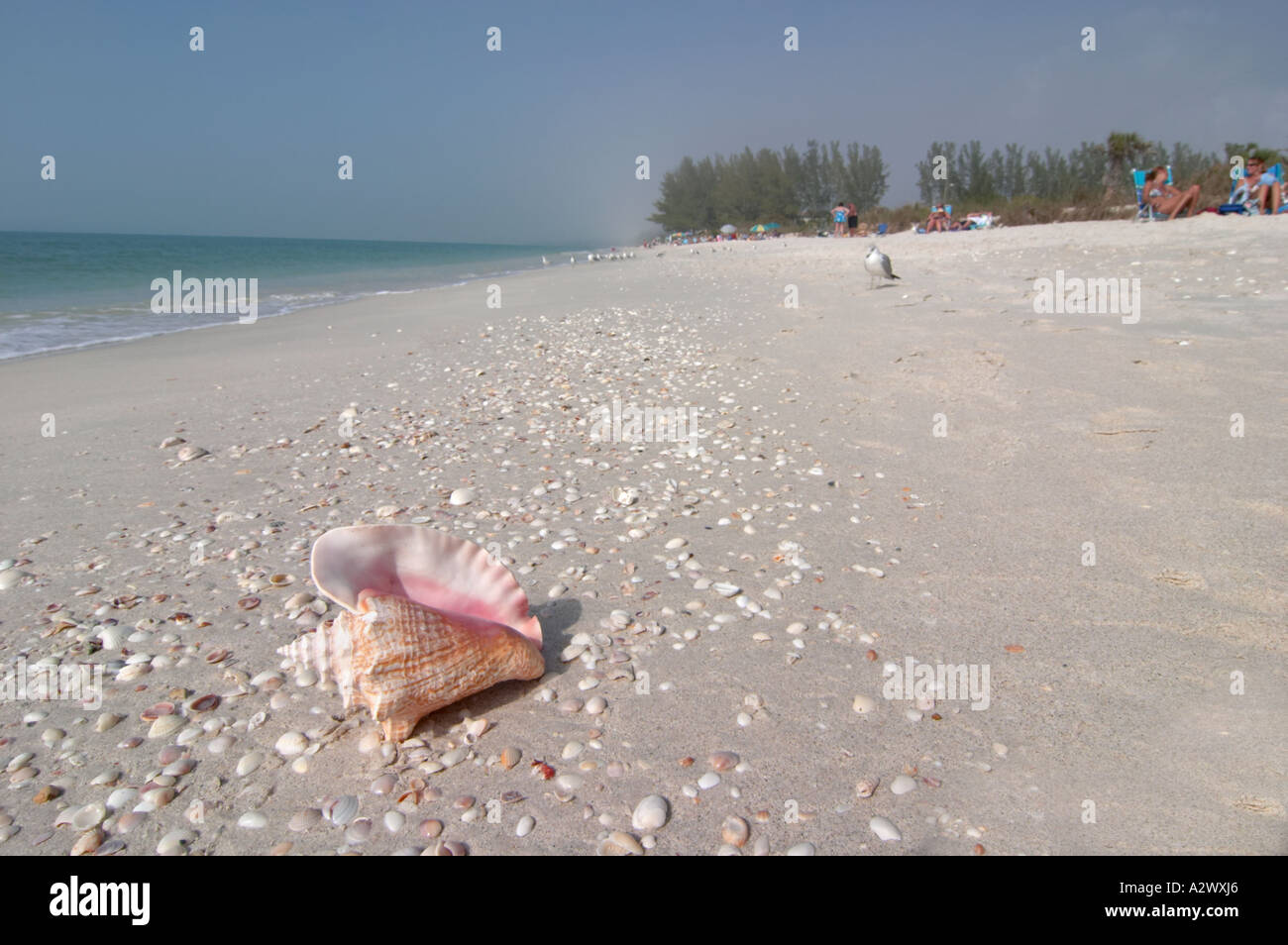 Conque SUR TURTLE BEACH SUR SIESTA KEY DANS LE SUD-OUEST DE LA FLORIDE Banque D'Images Conque SUR TURTLE BEACH SUR SIESTA KEY DANS LE SUD-OUEST DE LA FLORIDE Banque D'Images