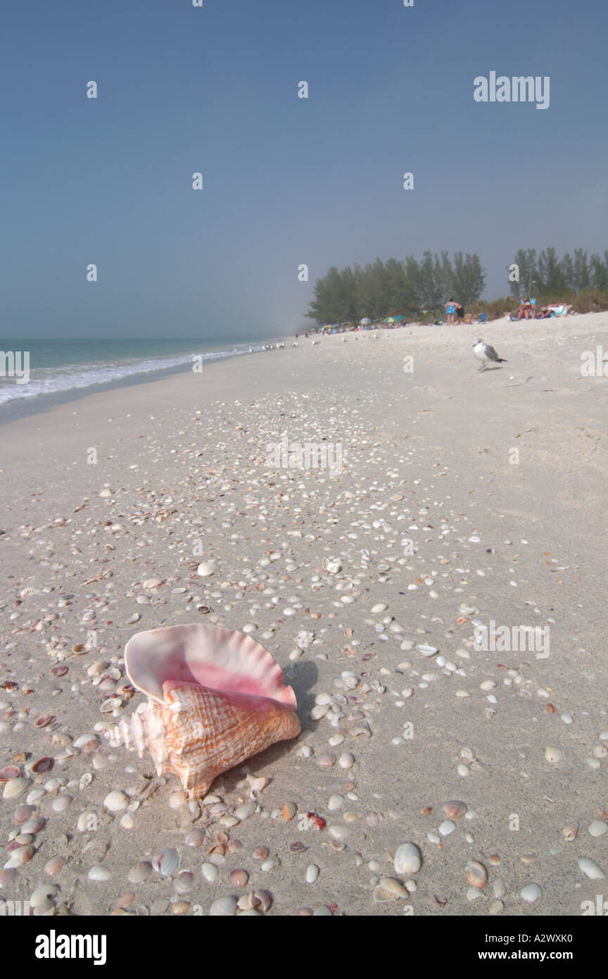 Conque SUR TURTLE BEACH SUR SIESTA KEY DANS LE SUD-OUEST DE LA FLORIDE Banque D'Images Conque SUR TURTLE BEACH SUR SIESTA KEY DANS LE SUD-OUEST DE LA FLORIDE Banque D'Images