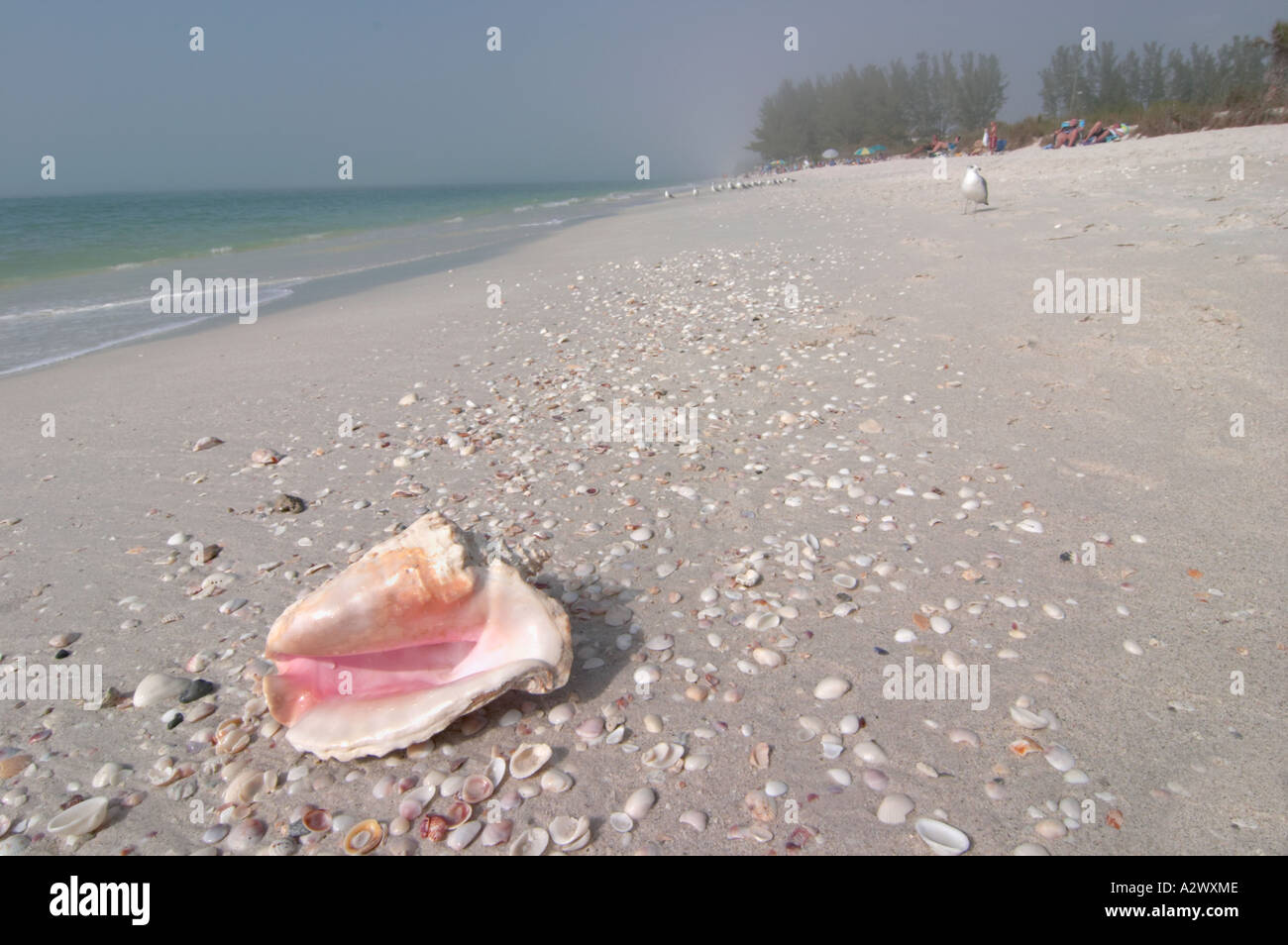 Conque SUR TURTLE BEACH SUR SIESTA KEY DANS LE SUD-OUEST DE LA FLORIDE Banque D'Images Conque SUR TURTLE BEACH SUR SIESTA KEY DANS LE SUD-OUEST DE LA FLORIDE Banque D'Images