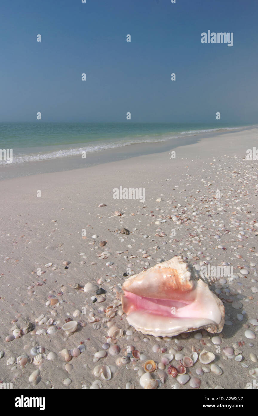 Conque SUR TURTLE BEACH SUR SIESTA KEY DANS LE SUD-OUEST DE LA FLORIDE Banque D'Images Conque SUR TURTLE BEACH SUR SIESTA KEY DANS LE SUD-OUEST DE LA FLORIDE Banque D'Images