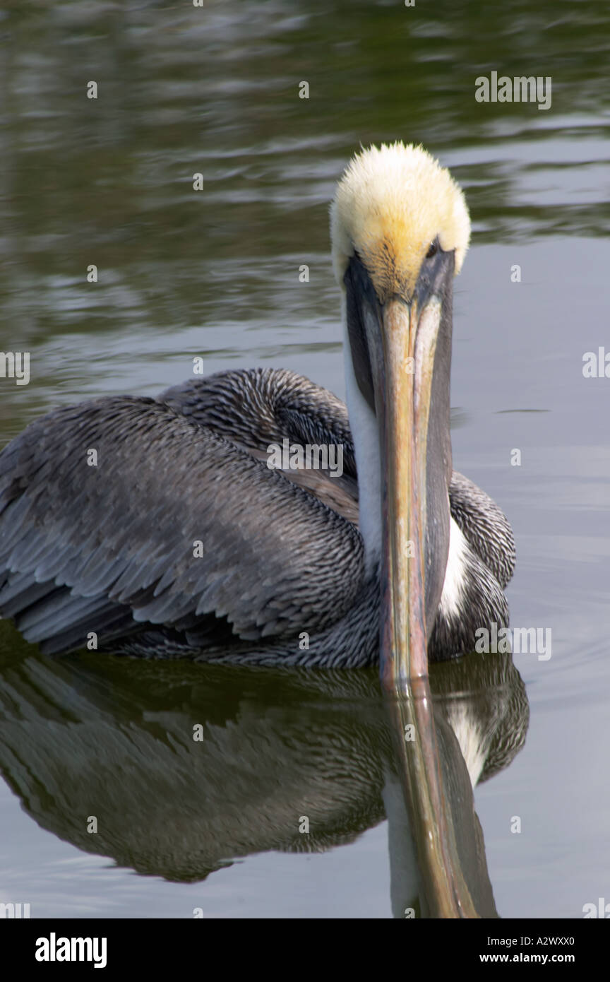 Pélican brun PELECANNUS OCCIDENTALIS DANS BLIND PASS LAGON OU TURTLE BEACH LAGOON SUR SIESTA KEY EN FLORIDE du Sud-Ouest Banque D'Images Pélican brun PELECANNUS OCCIDENTALIS DANS BLIND PASS LAGON OU TURTLE BEACH LAGOON SUR SIESTA KEY EN FLORIDE du Sud-Ouest Banque D'Images