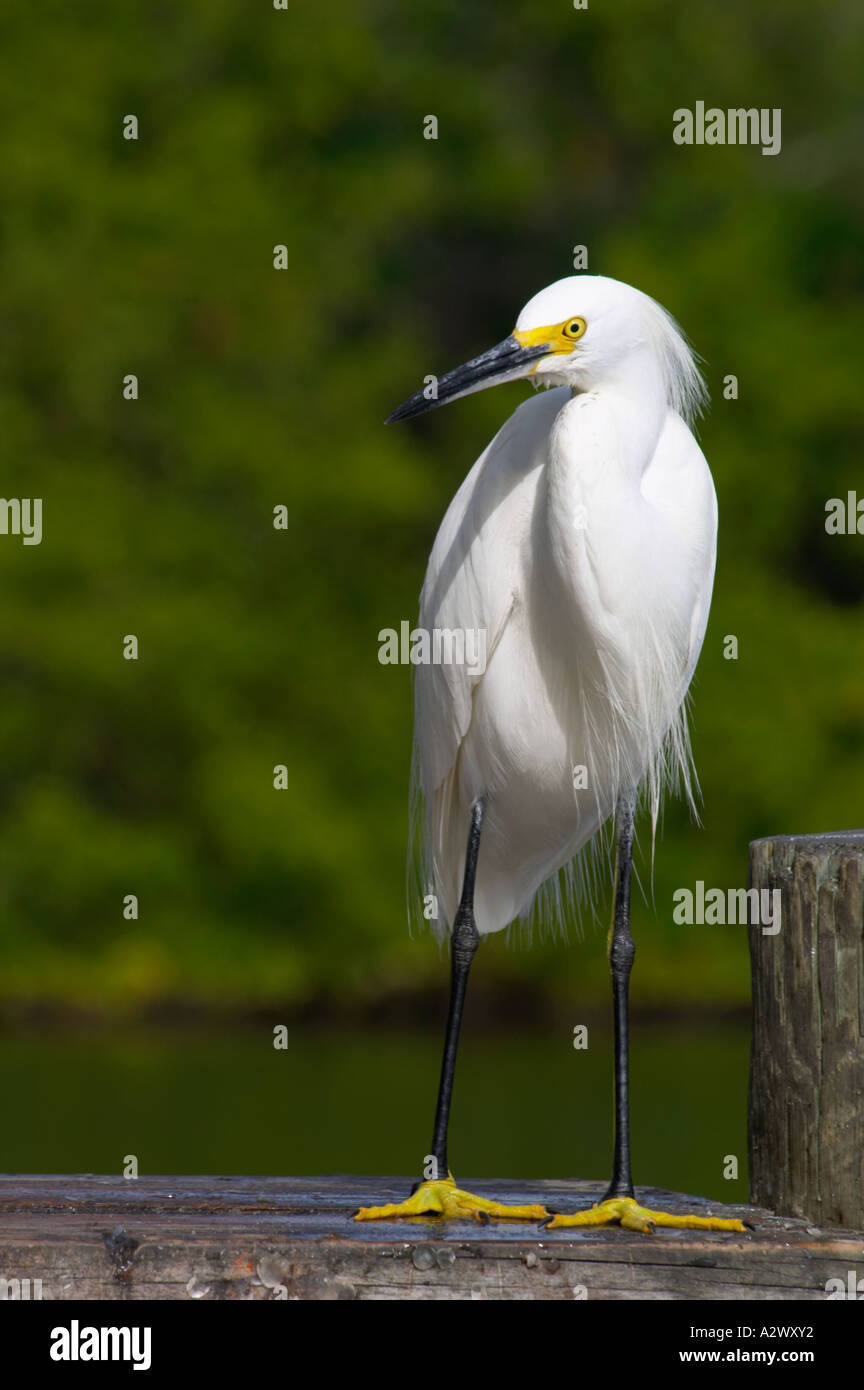 Aigrette neigeuse Egretta thula À BLIND PASS LAGON OU TURTLE BEACH LAGOON SUR SIESTA KEY EN FLORIDE du Sud-Ouest Banque D'Images Aigrette neigeuse Egretta thula À BLIND PASS LAGON OU TURTLE BEACH LAGOON SUR SIESTA KEY EN FLORIDE du Sud-Ouest Banque D'Images