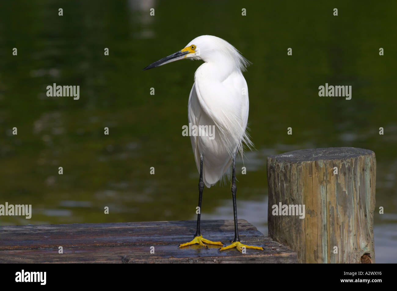 Aigrette neigeuse Egretta thula À BLIND PASS LAGON OU TURTLE BEACH LAGOON SUR SIESTA KEY EN FLORIDE du Sud-Ouest Banque D'Images Aigrette neigeuse Egretta thula À BLIND PASS LAGON OU TURTLE BEACH LAGOON SUR SIESTA KEY EN FLORIDE du Sud-Ouest Banque D'Images