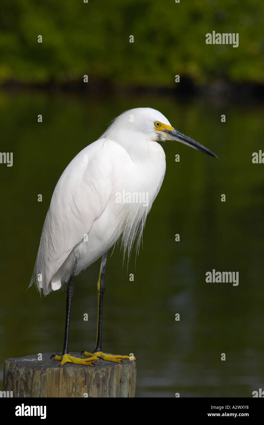Aigrette neigeuse Egretta thula À BLIND PASS LAGON OU TURTLE BEACH LAGOON SUR SIESTA KEY EN FLORIDE du Sud-Ouest Banque D'Images Aigrette neigeuse Egretta thula À BLIND PASS LAGON OU TURTLE BEACH LAGOON SUR SIESTA KEY EN FLORIDE du Sud-Ouest Banque D'Images