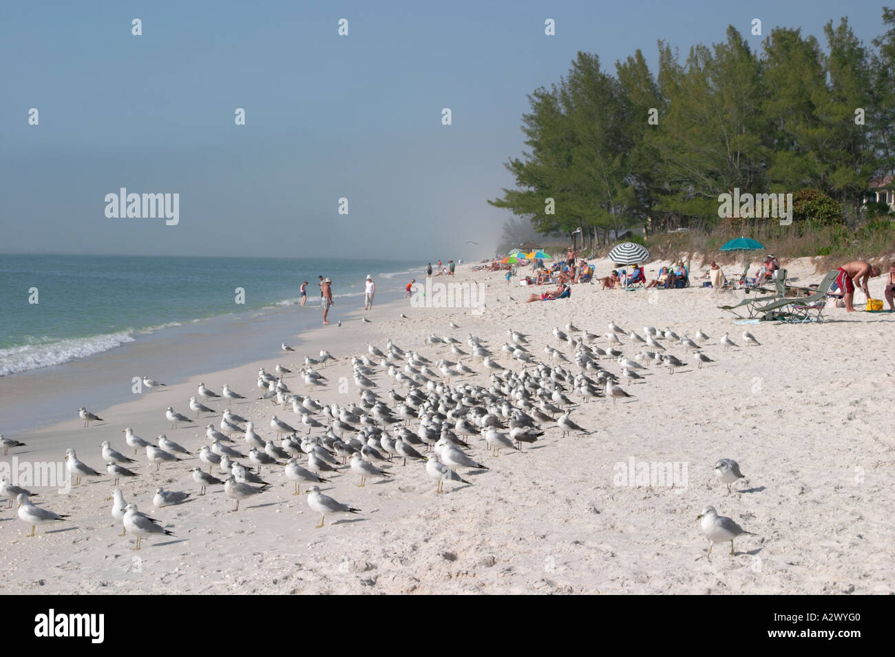 Les OISEAUX ET LES HOMMES PARTAGEANT TURTLE BEACH SUR SIESTA KEY DANS LE SUD-OUEST DE LA FLORIDE Banque D'Images Les OISEAUX ET LES HOMMES PARTAGEANT TURTLE BEACH SUR SIESTA KEY DANS LE SUD-OUEST DE LA FLORIDE Banque D'Images