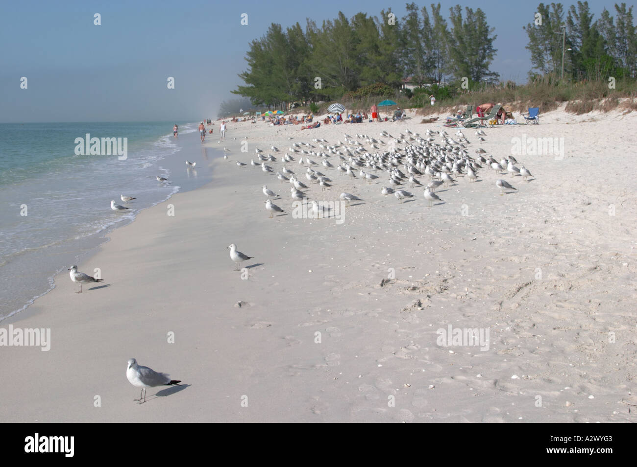 Les OISEAUX ET LES HOMMES PARTAGEANT TURTLE BEACH SUR SIESTA KEY DANS LE SUD-OUEST DE LA FLORIDE Banque D'Images Les OISEAUX ET LES HOMMES PARTAGEANT TURTLE BEACH SUR SIESTA KEY DANS LE SUD-OUEST DE LA FLORIDE Banque D'Images
