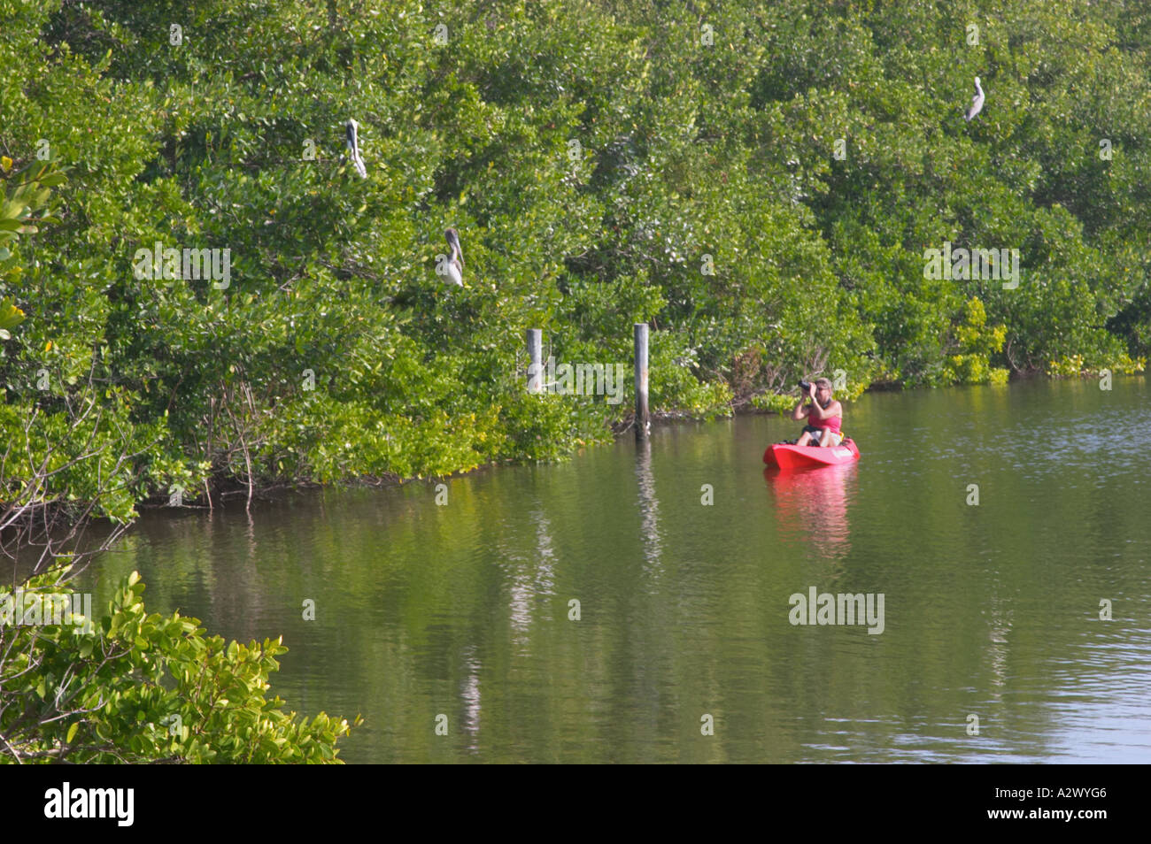 Femme PHOTOGRAPHIANT D'OISEAUX EN KAYAK DANS LA LAGUNE PASSE AVEUGLE OU TURTLE BEACH LAGOON SUR SIESTA KEY EN FLORIDE du Sud-Ouest Banque D'Images Femme PHOTOGRAPHIANT D'OISEAUX EN KAYAK DANS LA LAGUNE PASSE AVEUGLE OU TURTLE BEACH LAGOON SUR SIESTA KEY EN FLORIDE du Sud-Ouest Banque D'Images