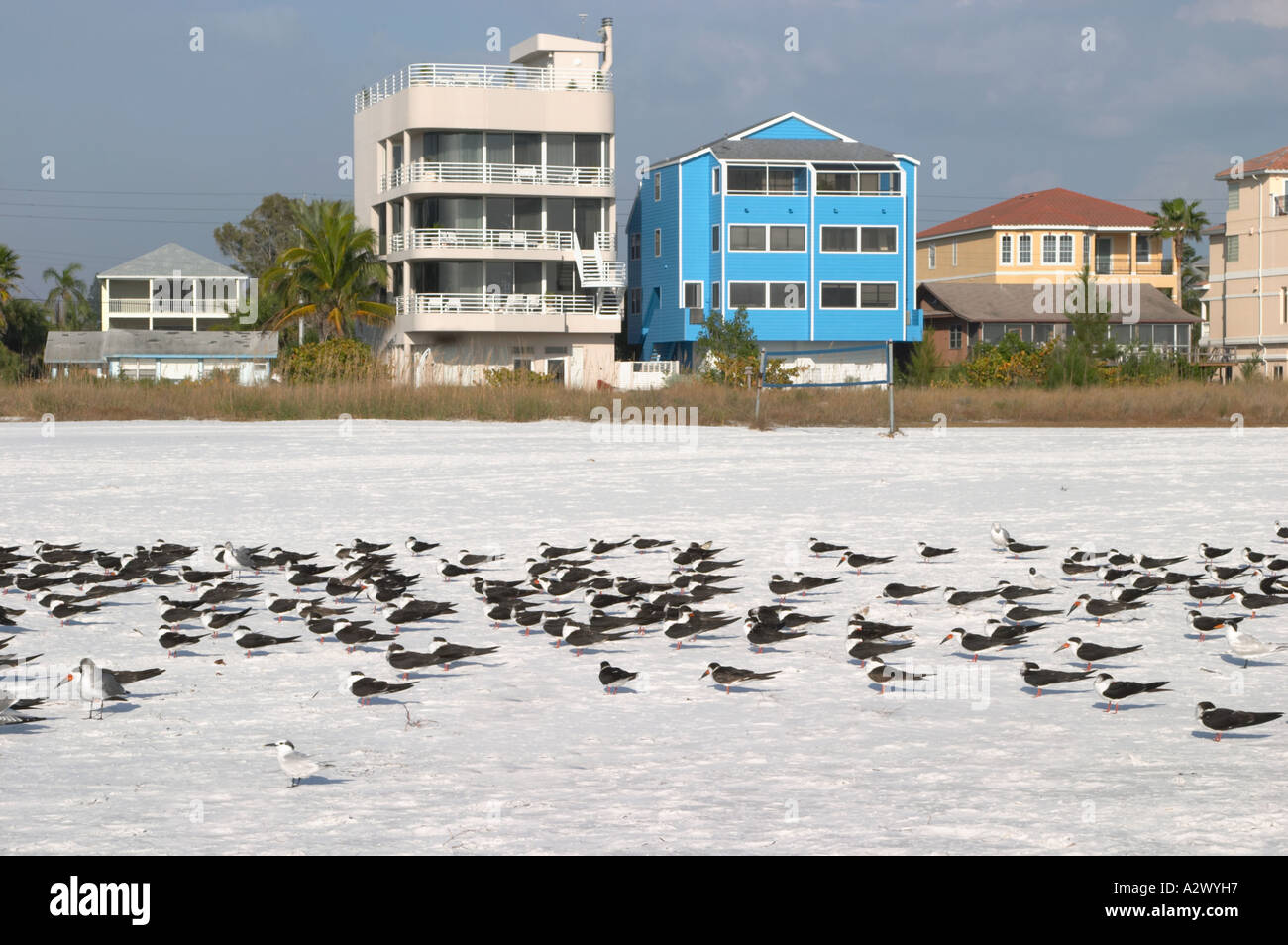 Écumoires noires Rynchops niger également appelé OU PINGOUINS SCISSORBILLS SUR Siesta Key Beach sur SIESTA KEY DANS LE SUD-OUEST DE LA FLORIDE Banque D'Images Écumoires noires Rynchops niger également appelé OU PINGOUINS SCISSORBILLS SUR Siesta Key Beach sur SIESTA KEY DANS LE SUD-OUEST DE LA FLORIDE Banque D'Images
