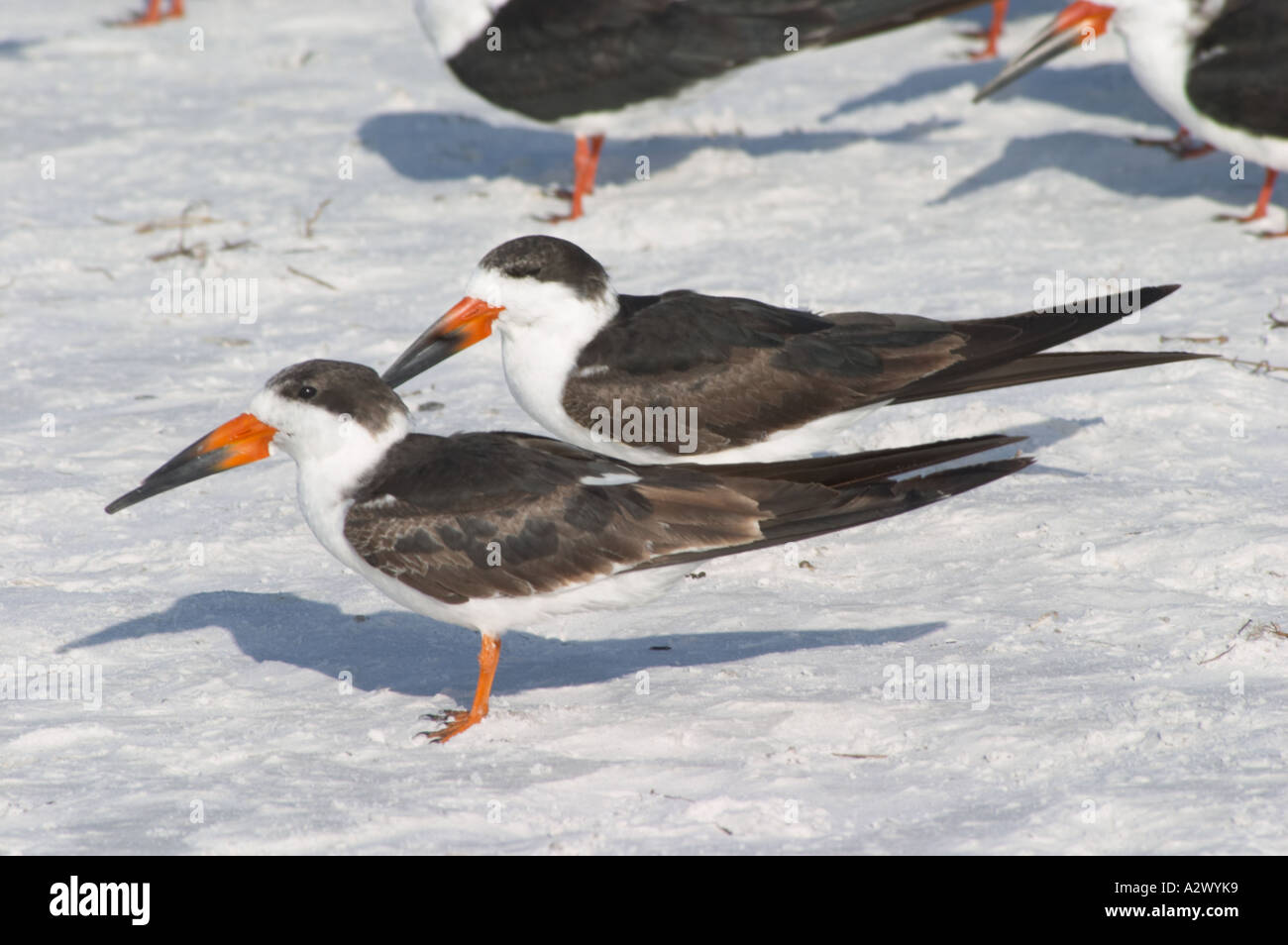Écumoires noires Rynchops niger également appelé OU PINGOUINS SCISSORBILLS SUR Siesta Key Beach sur SIESTA KEY DANS LE SUD-OUEST DE LA FLORIDE Banque D'Images Écumoires noires Rynchops niger également appelé OU PINGOUINS SCISSORBILLS SUR Siesta Key Beach sur SIESTA KEY DANS LE SUD-OUEST DE LA FLORIDE Banque D'Images