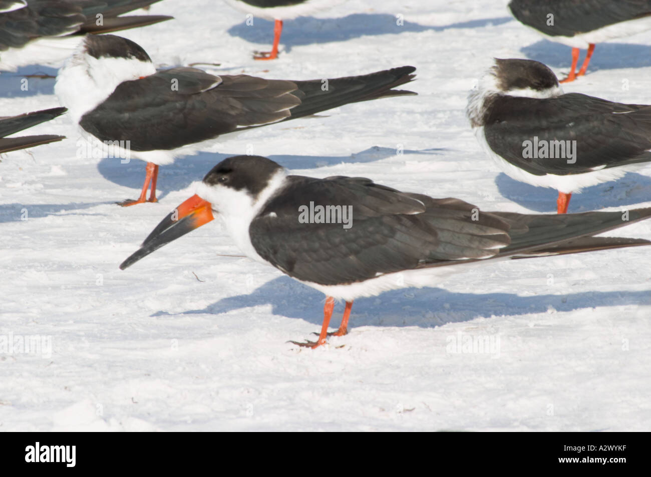 Écumoires noires Rynchops niger également appelé OU PINGOUINS SCISSORBILLS SUR Siesta Key Beach sur SIESTA KEY DANS LE SUD-OUEST DE LA FLORIDE Banque D'Images Écumoires noires Rynchops niger également appelé OU PINGOUINS SCISSORBILLS SUR Siesta Key Beach sur SIESTA KEY DANS LE SUD-OUEST DE LA FLORIDE Banque D'Images