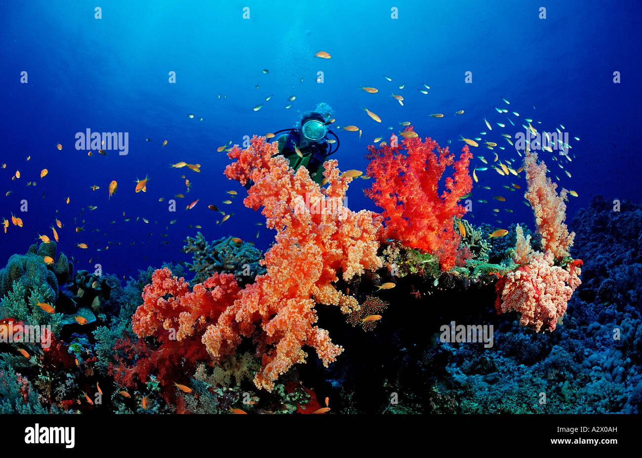 Plongée sous marine et les récifs coralliens colorés de l'Afrique ...