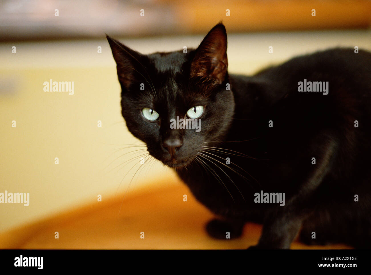 Portrait intérieur de chat noir. Banque D'Images