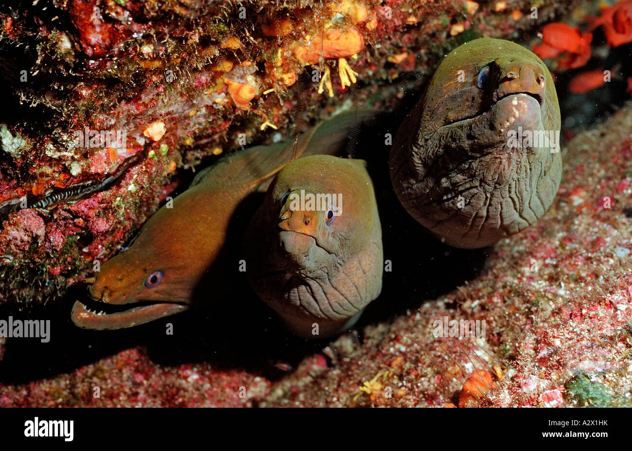 Panamic murène verte Gymnothorax castaneus Mer de Cortez au Mexique Basse Californie La Paz Banque D'Images