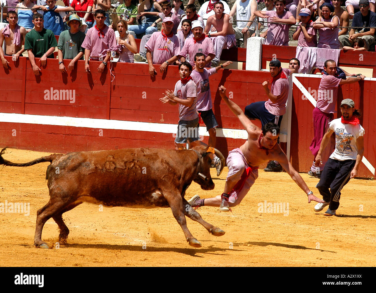Corridas, Haro, le nord de l'Espagne, au cours de la batalla del Vino (bataille des vin rouge). Banque D'Images