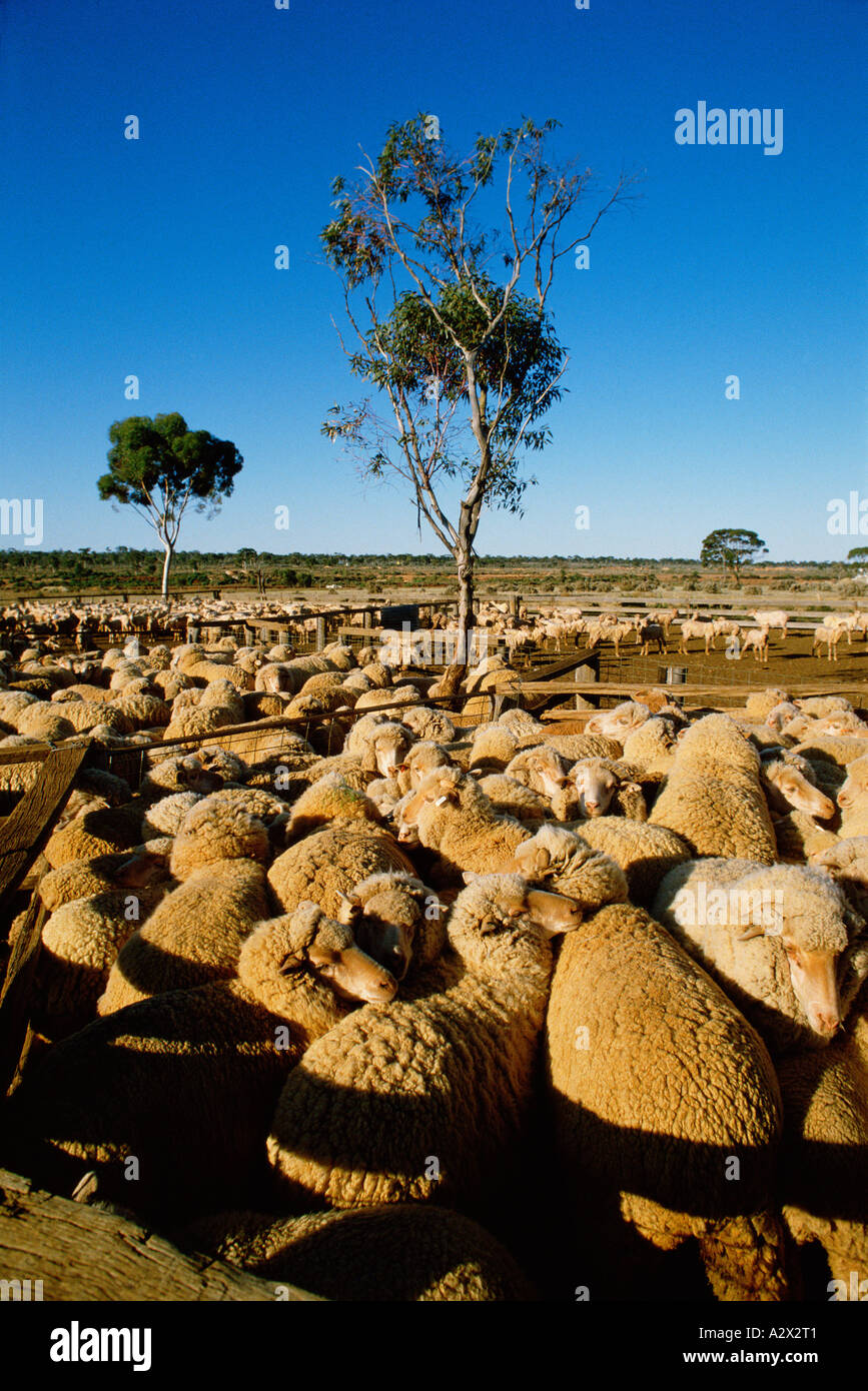 L'Australie. Des moutons en stock outback cour. Banque D'Images