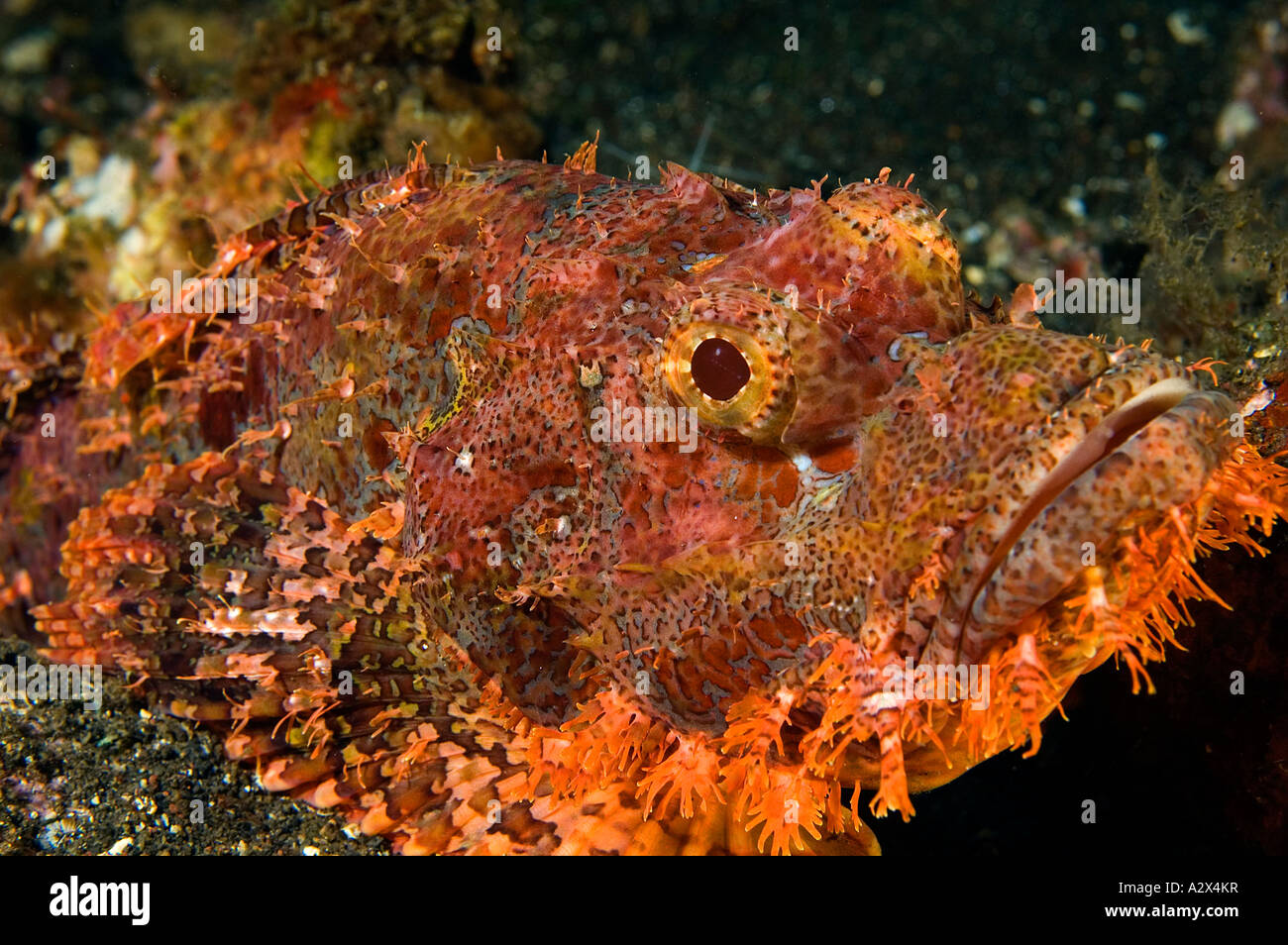 Tassled scorpionfish, Scorpaenopsis oxycephala, Bali Indonésie. Banque D'Images