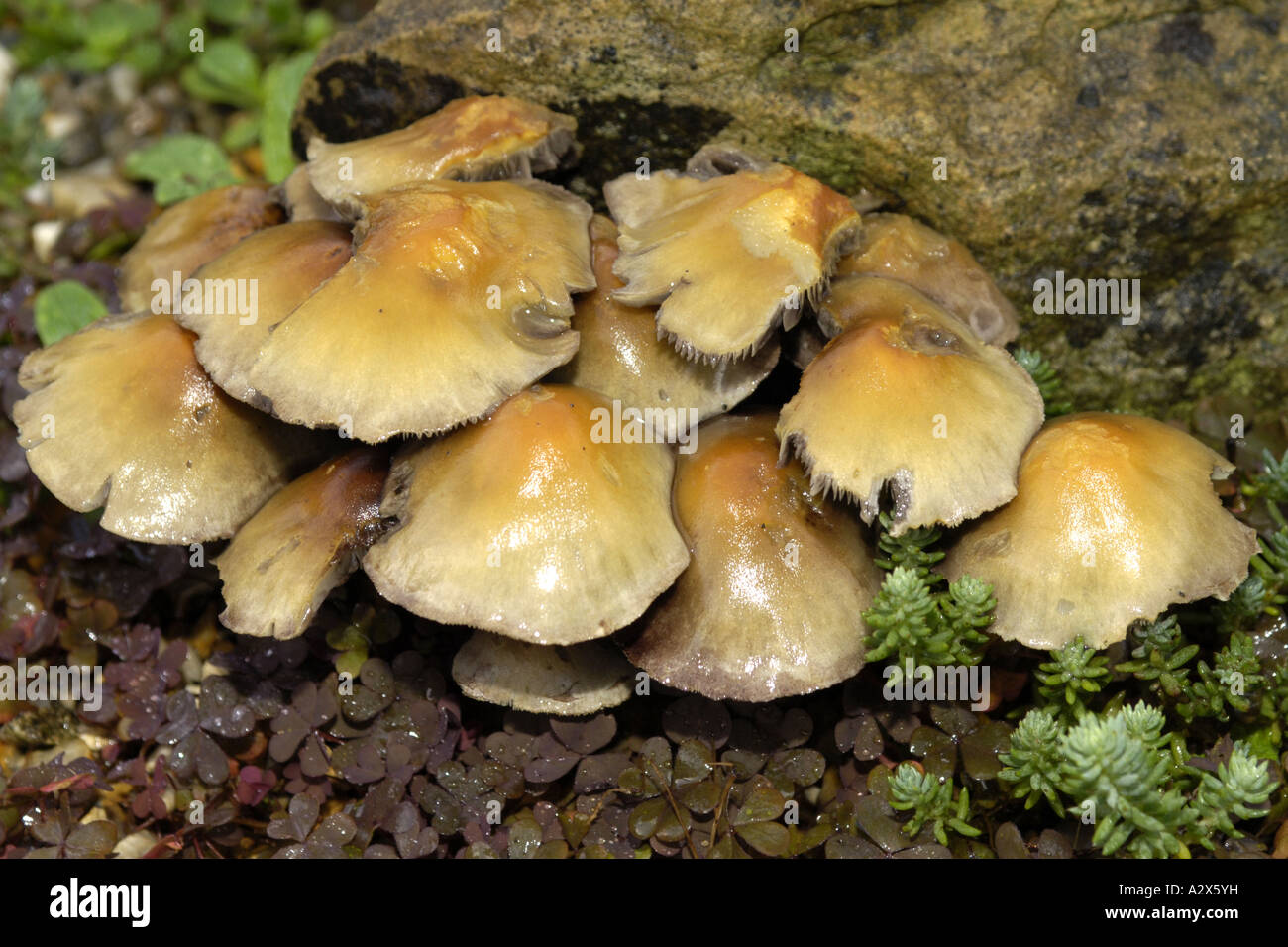 Toadstools *Golden Junonius généralement constaté au niveau du sol en grappes autour de vieilles souches d'arbre et le bois pourri Banque D'Images