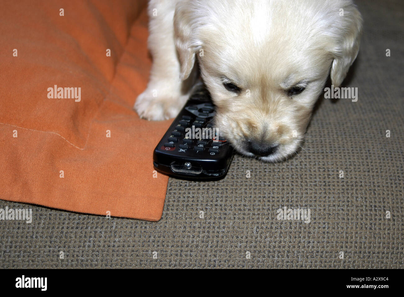 Portrait d'un bébé d'un mois Golden Retriever jouer avec une télécommande du téléviseur Nano Calvo écrit visuelle Banque D'Images