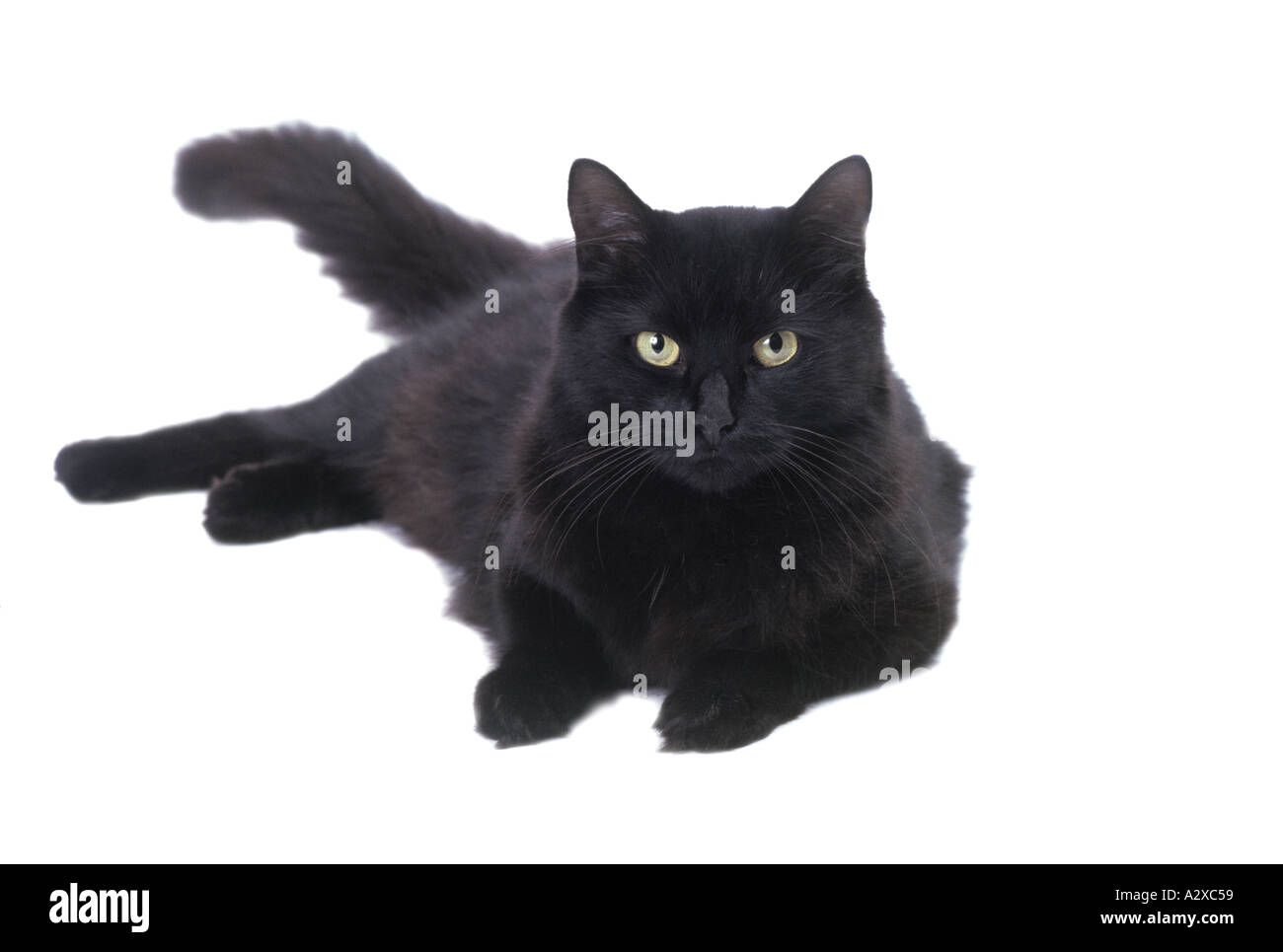 Portrait d'un chat noir de détente sur un fond blanc Banque D'Images