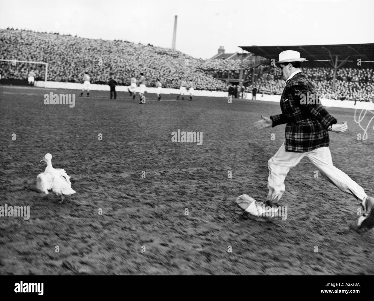 Deux Interlopers provoquant une agitation avant le match lors d'une égalité de coupe entre West Ham United et Blackpool le 12 janvier 1952 Sid Bevers un supporter de Blackpool poursuit la mascotte de son équipe à travers le terrain de West Ham Upton Park Diese Beiden Zaungaeste des Pokalspiels der heimischen Mannschaft West Ham United gegen Blackpool AM 12 Januar 1952 geben vor dem Spiel eine Sondereinlage im gegnerischen Stadion Sid Bevers ein Blackpool Anhaenger Jagt das Vereinsmaskottchen ueber das Spielfeld des Upton Park Stadions moments curieux S 50 Banque D'Images