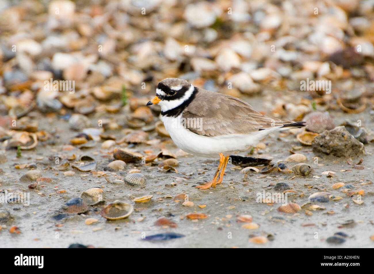 Gravelot commun (Charadrius hiaticula) Banque D'Images