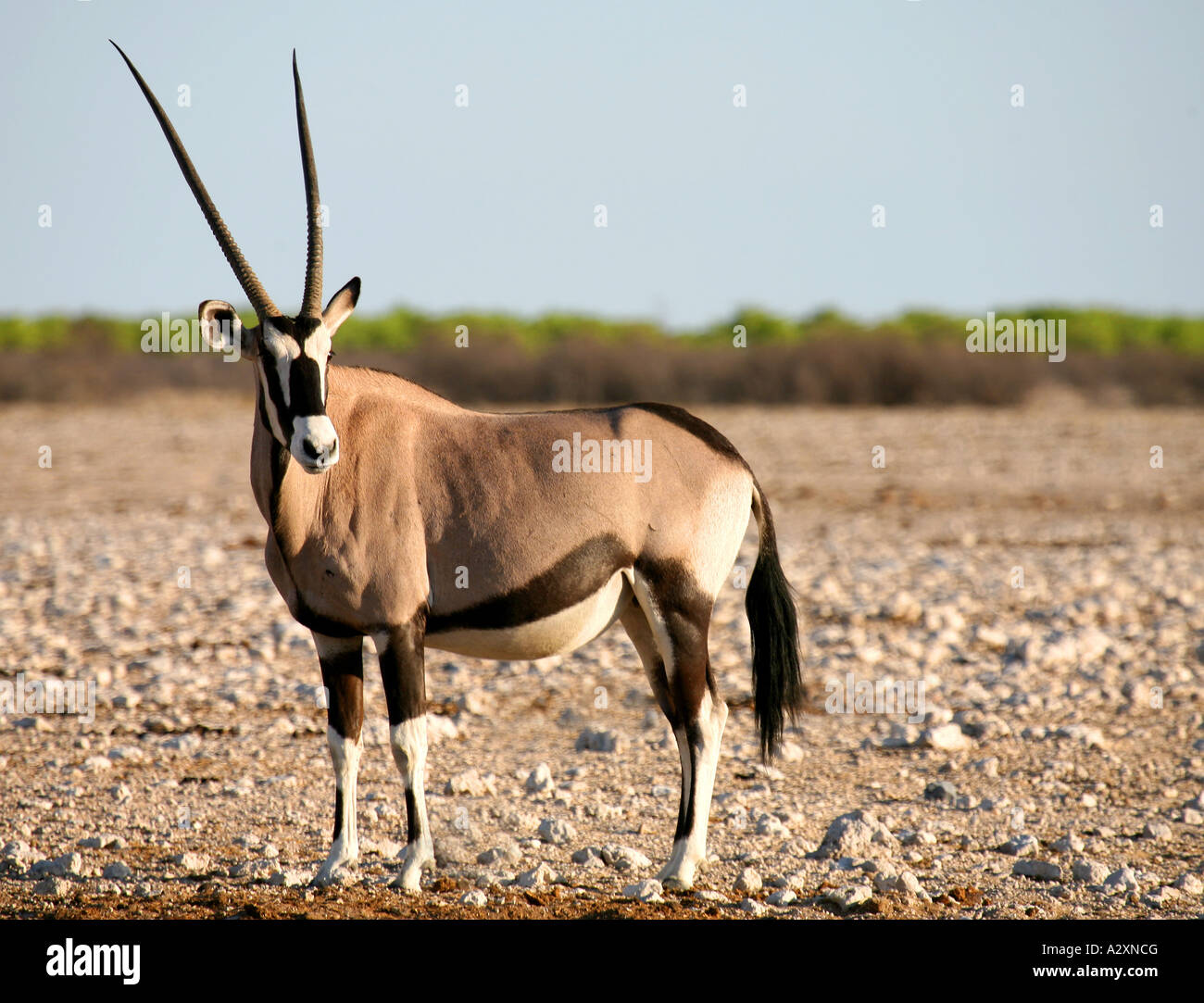 / Oryx oryx d'Etosha Namibie Banque D'Images