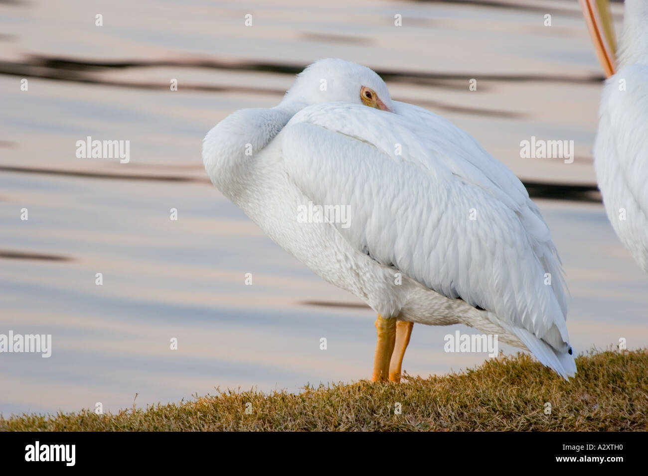 Le pélican blanc au repos près du lac Balboa à Van Nuys, Californie Banque D'Images