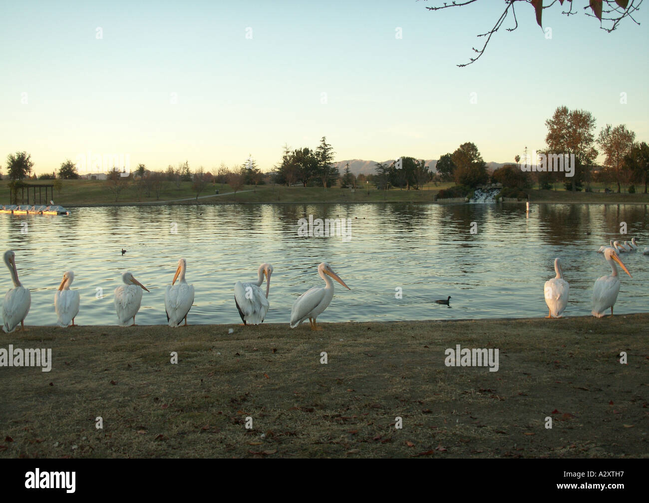 Le repos et de lissage des pélicans au lac Balboa à Van Nuys en Californie Banque D'Images
