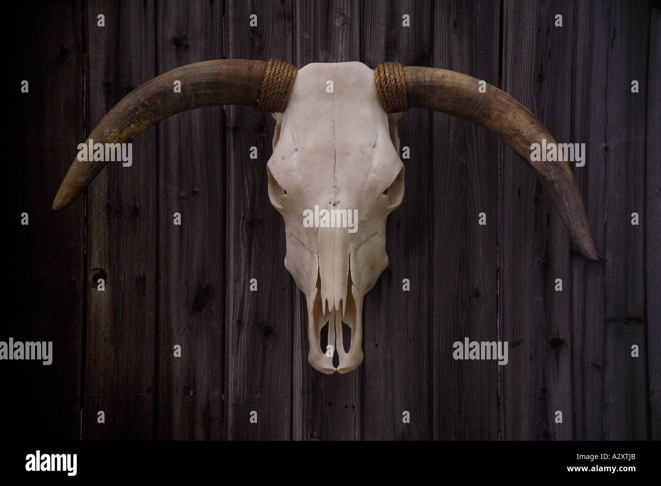 Steer crâne avec cornes accrochées sur un mur lambrissé en bois vieilli Animaux Banque D'Images