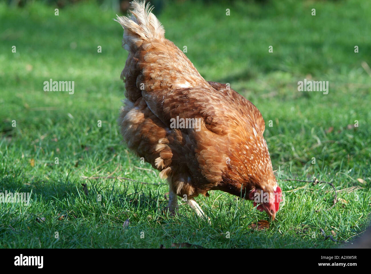 Le piquage de poulet sur la pelouse, le nord de l'Angleterre 2007 Banque D'Images