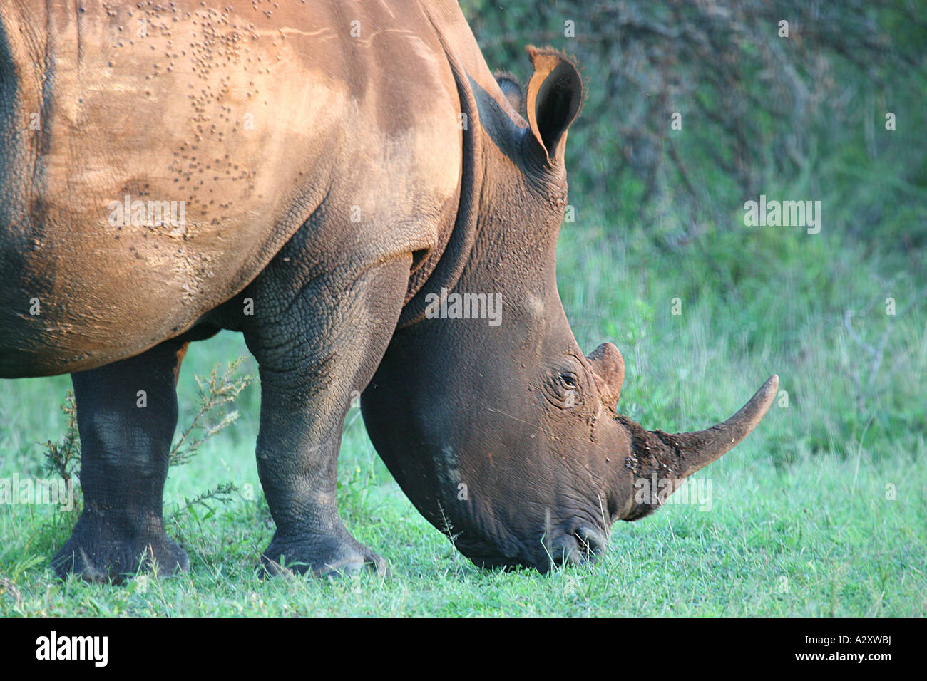 Rhino noir blanc Hluhluwe-Imfolozi Park National Afrique du Sud Banque D'Images