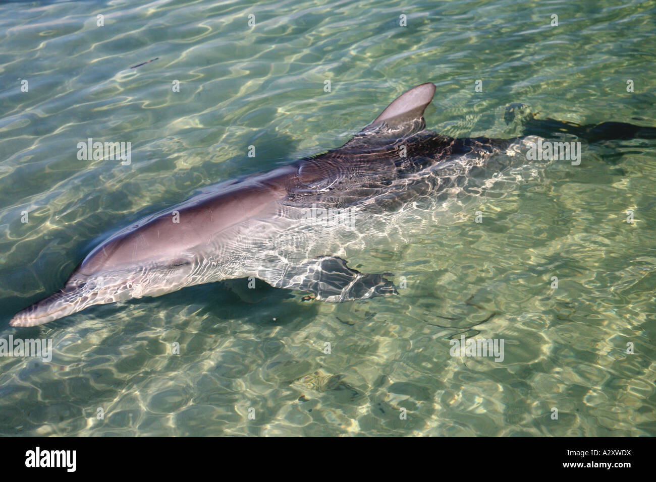 Monkey Mia Dolphin Bottlenosed Australie Ouest Banque D'Images