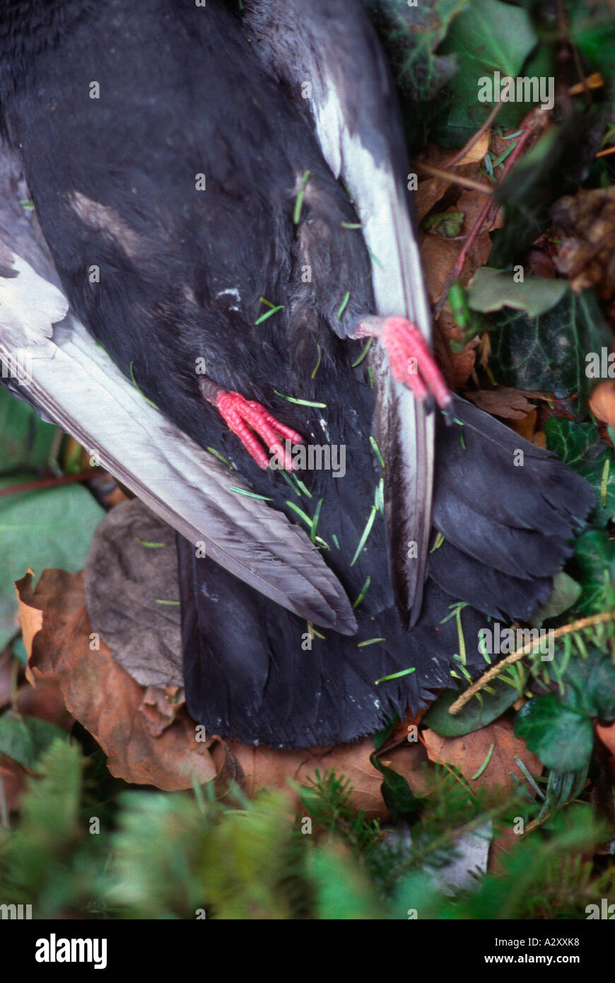 Un pigeon mort trouvé portant pieds debout sur le sol. Banque D'Images